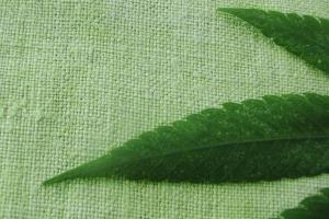 Конопляна тканина забуті традиції і якість