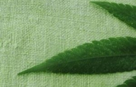 Конопляна тканина забуті традиції і якість